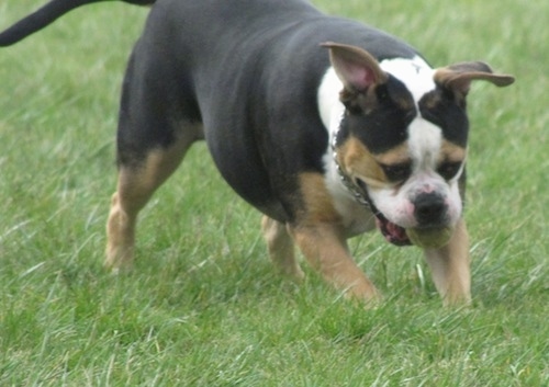 A bully-looking tricolor, black with tan and white Beabull is running across grass with a tennis ball in its mouth.