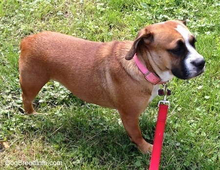 The right side of a brown with white and black Beabull that is standing across grass