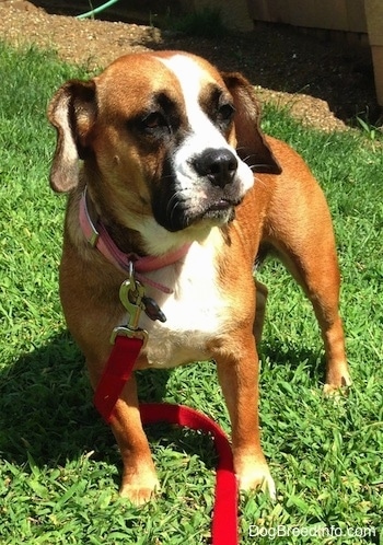 A brown with white and black Beabull that is standing on grass with a leash wrapped around its leg