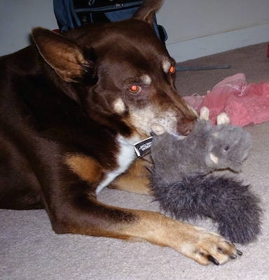 Close up - A chocolate with tan and white Beaski is laying across a carpet and it is playing with a plush squirrel toy