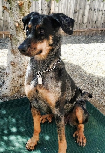 Serra the Beauceron sitting on a raised dog bed outside under a tree