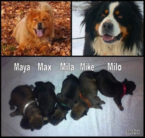 Top Half - Berner Chow Parents, Bottom Half - Berner Chow Puppies