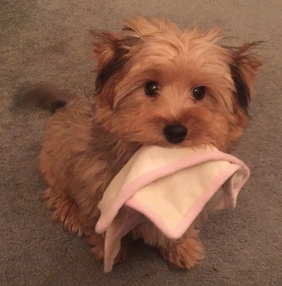 Archey the Bichon Yorkie puppy sitting on carpet with a small white and pink towel in his mouth