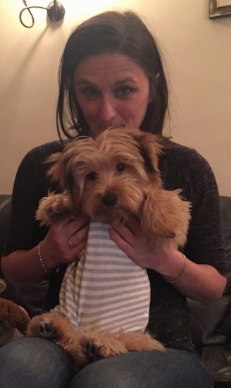 Archey the Bichon Yorkie puppy wearing a tan and white striped shirt in the lap of a lady