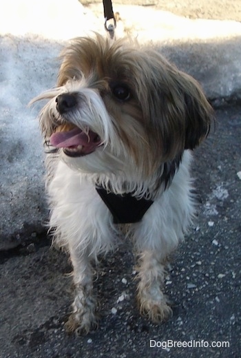 Murphy the Biewer standing in front of snow with its mouth open and tongue out