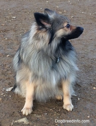 A white and black, Black Mouth Pom Cur is sitting in dirt and it is looking to the right.