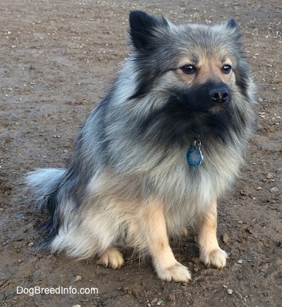 The front right side of a white and black, Black Mouth Pom Cur that is sitting in mud and it is looking forward.