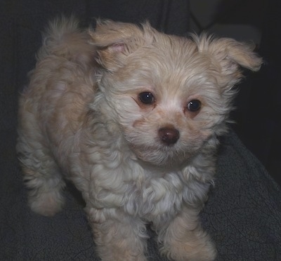 Close Up - The front right side of a tan and white Bolo-chi puppy that is standing across a couch and it is looking forward.