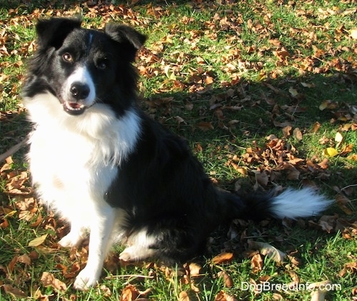 Audria the Border Collie sitting outside and looking at the camera holder with its mouth open