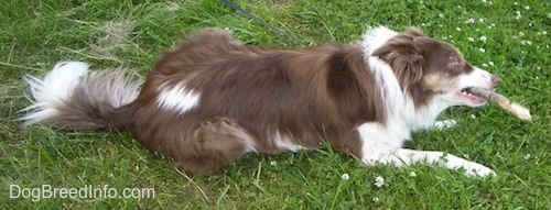 Left Profile - Scottie the Border Collie laying in grass with a stick in its mouth