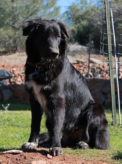 The front left side of a black with white Border Collie Pyrenees that is sitting in grass, it is looking forward and there is a large pile of rocks behind it.