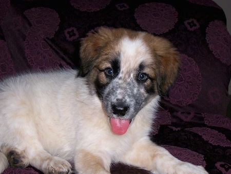 The right side of a white with brown and black Border Heeler puppy that is laying across a blanket with its mouth open and tongue out.