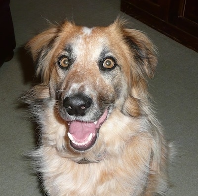 Close up - A brown and white Border Heeler sitting on a carpet, it is looking forward, its mouth is open. It looks like it is smiling.