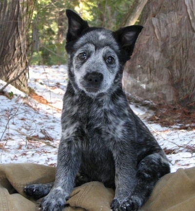 A black with white Border Heeler Puppy is sitting on a corduroy jacket, its head is slightly tilted to the right and behind it is a large tree.