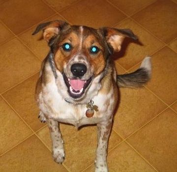 Topdown view of a white with brown and black Border Heeler that is sitting on a tiled floor with its mouth open and it is looking up.