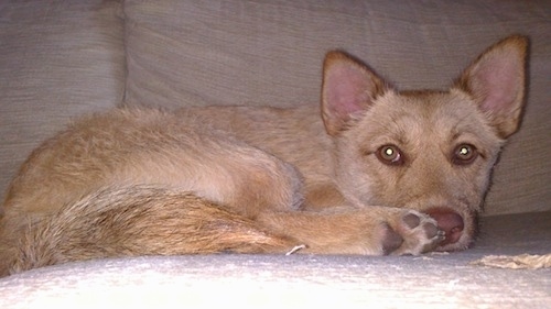 Close Up - The right side of a tan Border Malamute Terrier that is laying on a couch and it is looking forward.