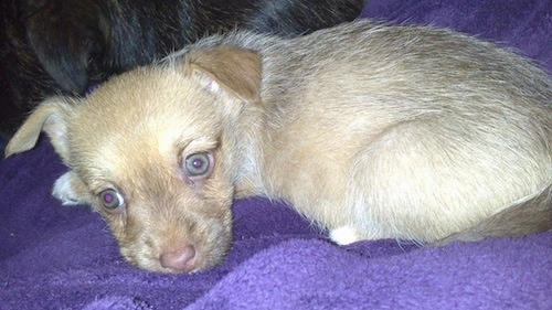 Close up - The left side of a tan Border Malamute Terrier puppy that is laying down across a blanket and there is another dog behind it.