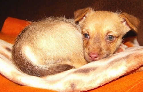 Close Up - A tan Border Malamute Terrier  puppy is curled up in a ball on a bed.