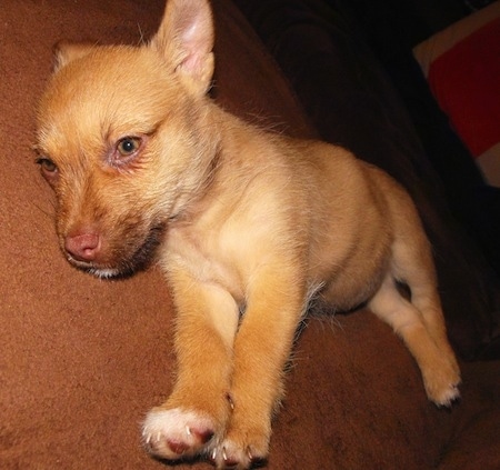 Close Up - The left side of a tan Border Malamute Terrier puppy that is laying on its side and on a bed.