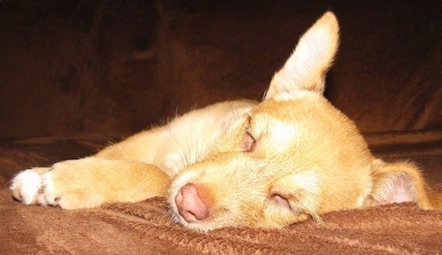 The right side of a tan Border Malamute Terrier that is sleeping on a couch