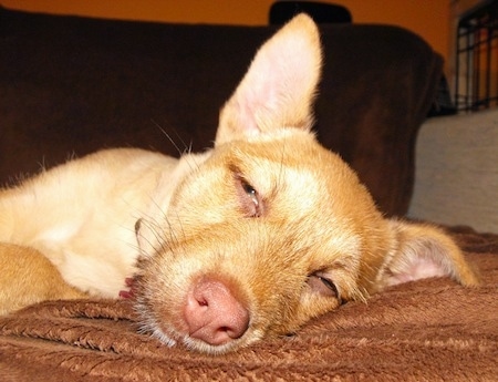 Close Up - A tan Border Malamute Terrier is laying down on a couch and its eyes are sort of close.