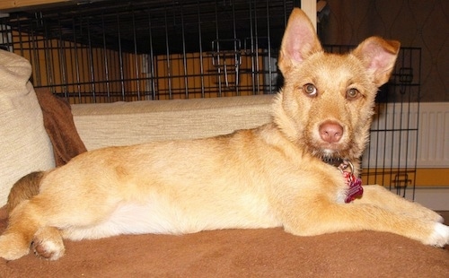 Close Up - The right side of a tan Border Malamute Terrier that is laying across a couch, in front of a dog crate and it is looking forward.