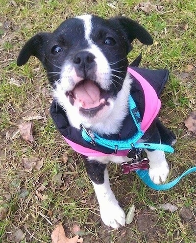 Topdown view of a black with white Bossie Puppy that is wearing a jacket, it is sitting on grass and its mouth is open.