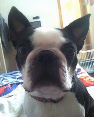 Close Up - Gracie the Boston Terrier sitting on a bed with a small animal cage in the background