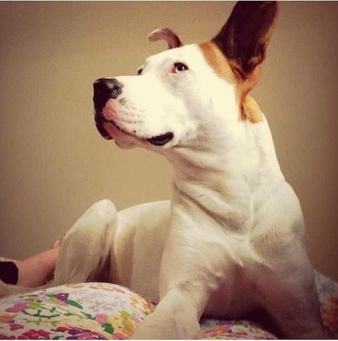 Close up - A white with tan Boxsky, with its ears up, is laying on a bed and looking to the left.