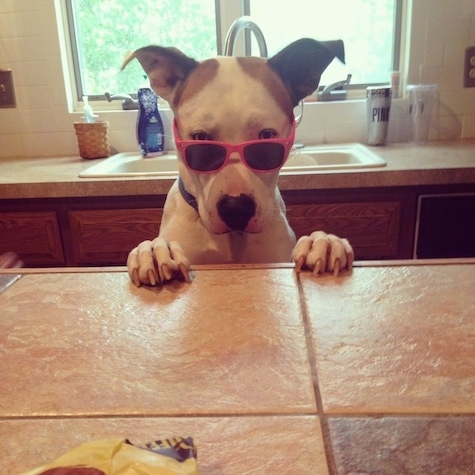 A white with brown Boxsky is standing up against a countertop and it is has sunglasses on.