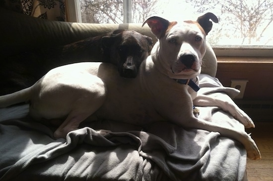 The right side of a white Boxsky that is laying across a couch. There is a smaller dog with is head across the back of the boxsky.