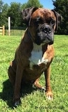 Bruno the Boxer is sitting outside and looking to the right with a fence in the background