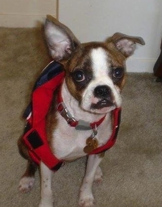 A brown brindle and white Brusston is wearing a jacket and it is standing on a carpeted floor.