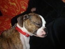 Topdown view of the left side of a brown brindle with white Brusston that is sleeping on a couch.