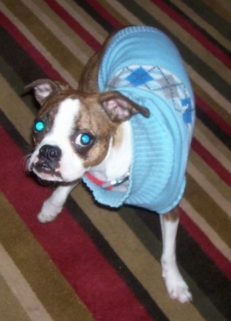Topdown view of the front right side of a brown brindle and white Brusston that is wearing a baby blue sweater and it is standing across a rug