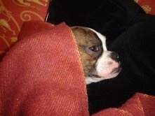 Topdown view of the right side of a brown brindle with white Brusston that is laying under a blanket on a couch.