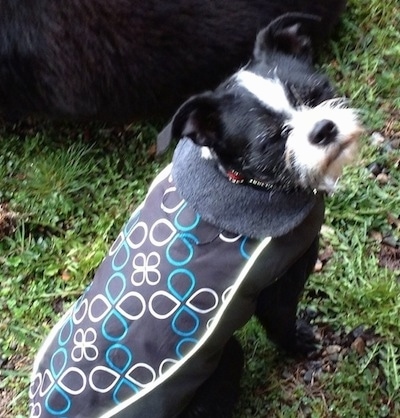 Topdown view of the back right side of a black with white Brusston that is sitting in grass, it is wearing a coat and it is looking forward.