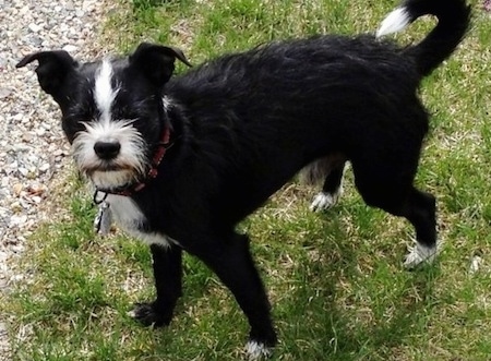 The front left side of a black with white Brusston thata is standing in grass next to gravel and it is looking forward.