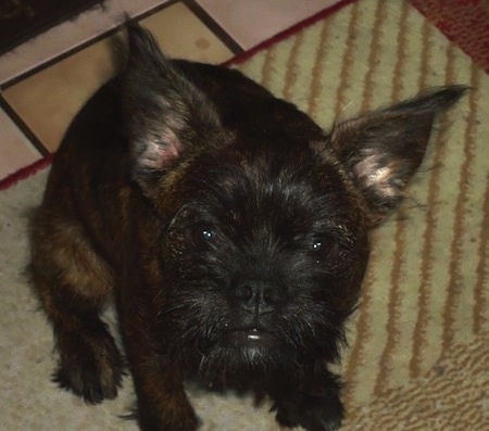 Topdown view of a black with white Brusston that is sitting on a rug and it is looking up.