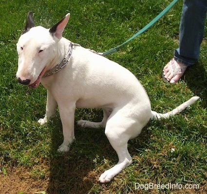 Clementine the Bull Terrier wearing a pinch collar sitting in grass while on a green leash