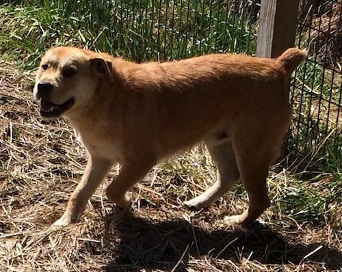 Finn the Bully Wheaten walking across straw next to a fence line