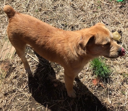 Finn the Bully Wheaten standing on top of dead grass