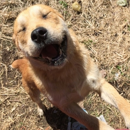 Finn the Bully Wheaten, with its eyes closed and mouth open, jumping at the camera holder