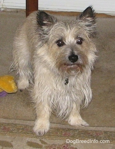 Tobe the Cairn Terrier is standing under a table next to a golden plush dog toy