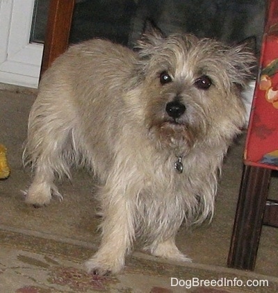 Tobe the Cairn Terrier is standing next to a red chair with a golden plush toy behind it