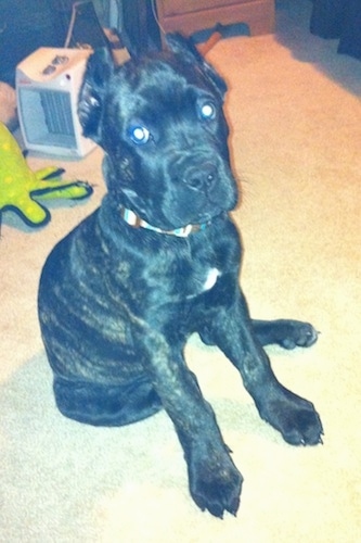 Hank the Cane Corso Italiano Puppy is sitting on a carpet and looking up