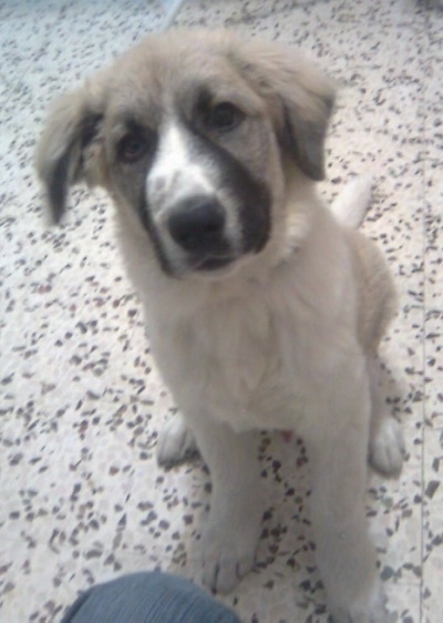 Lion the Caucasian Sheepdog puppy is sitting in front of the camera holder on a spotted linoleum floor