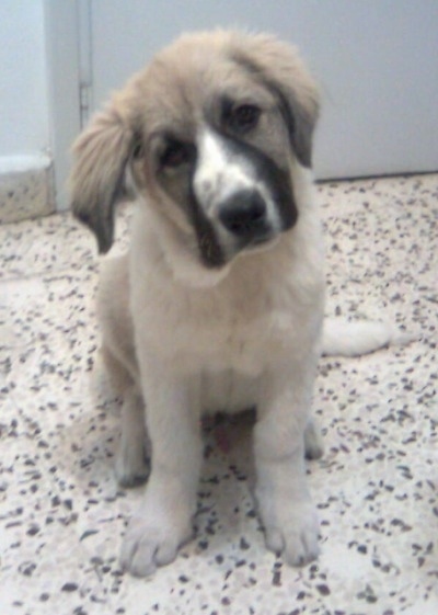 Lion the Caucasian Sheepdog Puppy is sitting on a spotted linoleum floor in front of a big door. Its head is tilted to the left