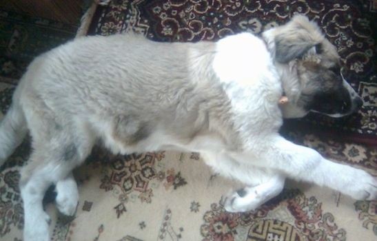 Left Profile - Lion the Caucasian Sheepdog Puppy sleeping on a rug