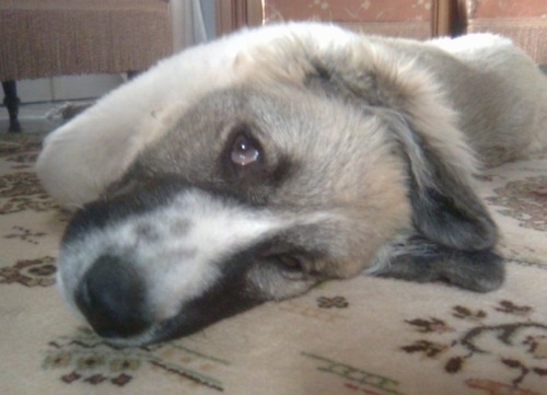 Close Up head shot - Lion the Caucasian Sheepdog Puppy laying down and looking at the camera holder